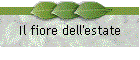 Il fiore dell'estate